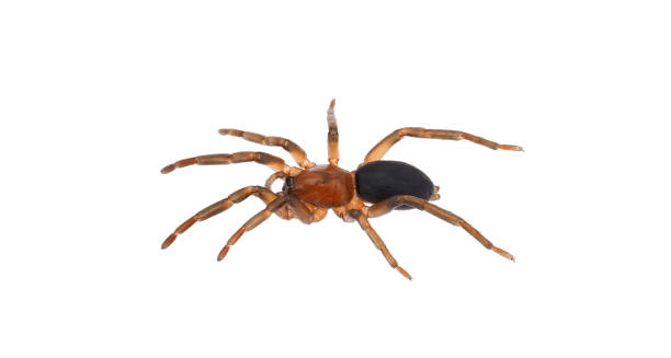 istock Ground spider isolated on white background, Haplodrassus sp. 1486165872