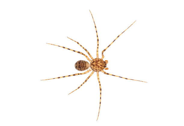 istock Spitting spider isolated on white background, Scytodes thoracica 1486166020