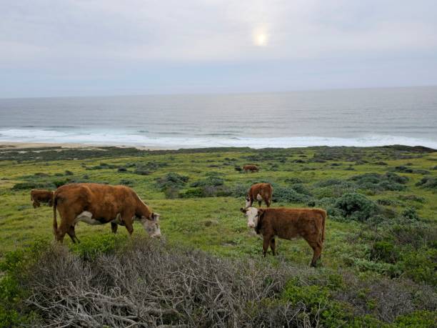 istock Cows on coastal green hills 1486167005