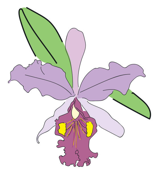 Cattleya mossiae vector art illustration