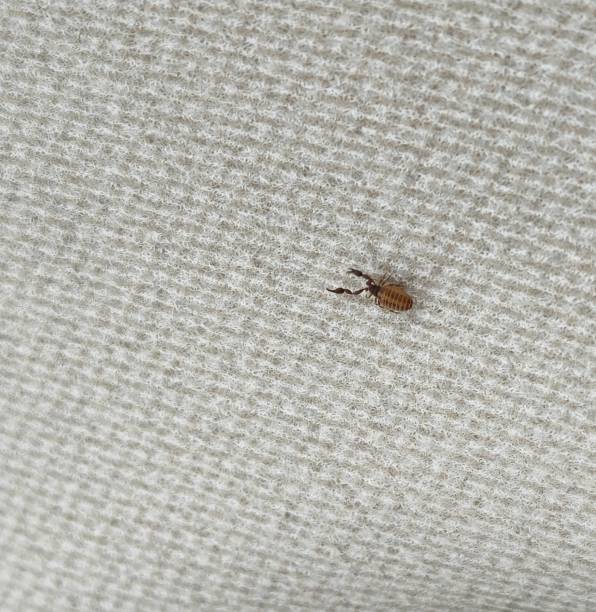 istock Looks like House Pseudoscorpion , Chaernetidae 1486168906