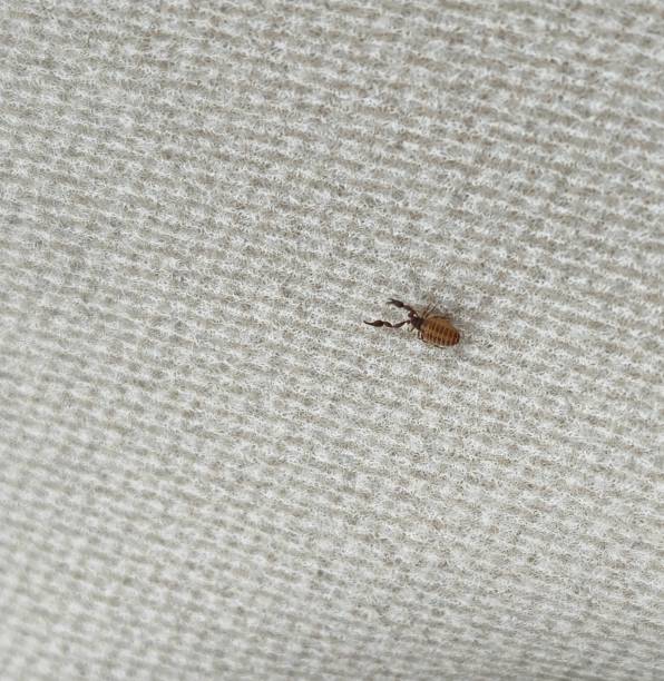 Looks like House Pseudoscorpion , Chaernetidae Maybe Pseudoscorpions , Chaernetidae pseudoscorpion stock pictures, royalty-free photos & images