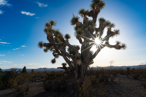 Against a backdrop of blue sky and mountain peaks, a Joshua tree stands tall and proud in the Nevada desert. Its gnarled branches twist and turn, casting delicate shadows on the sandy ground. The sun, a brilliant ball of fire, hovers just behind the tree, illuminating its spiky leaves and creating a halo of light around its silhouette. The tree seems to glow from within, its russet bark and tangled roots catching the light and reflecting it back in a dazzling display of natural beauty. This solitary sentinel stands as a testament to the enduring spirit of life in the harsh and unforgiving desert landscape.