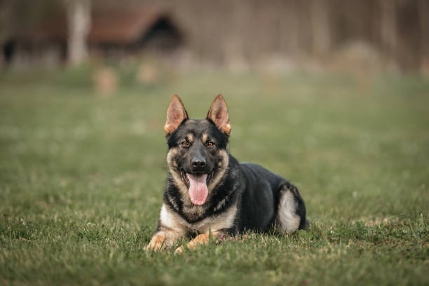 istock Young German Shepherd dog lying down outdoors 1486170549
