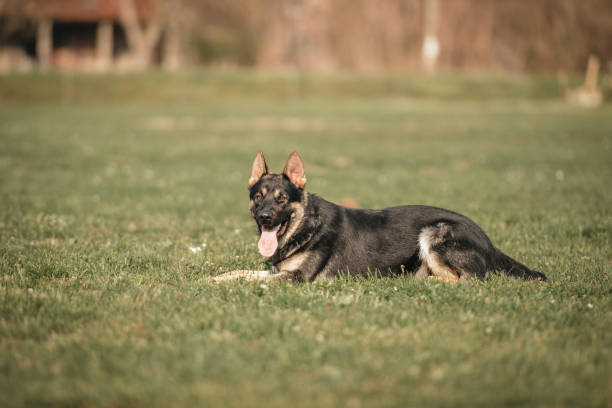 jeune berger allemand couché à l’extérieur - german shepherd police security alertness photos et images de collection