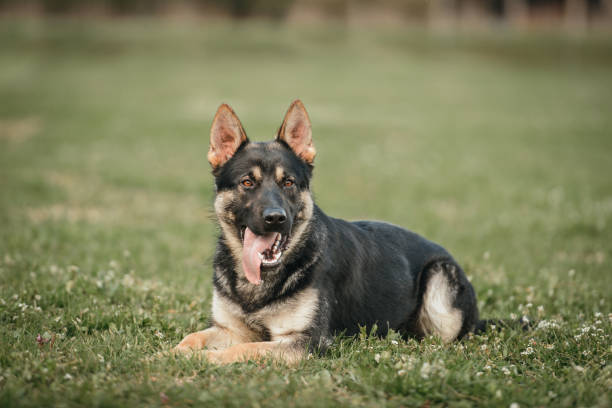 jeune berger allemand couché à l’extérieur - german shepherd police security alertness photos et images de collection