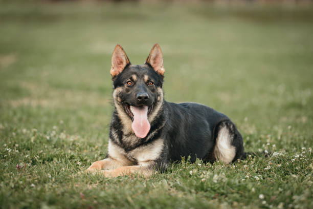 jeune berger allemand couché à l’extérieur - german shepherd police security alertness photos et images de collection