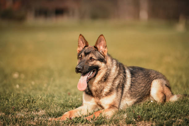 istock Young German Shepherd dog lying down outdoors 1486170556