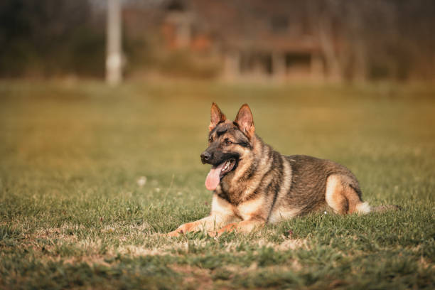 istock Young German Shepherd dog lying down outdoors 1486170559