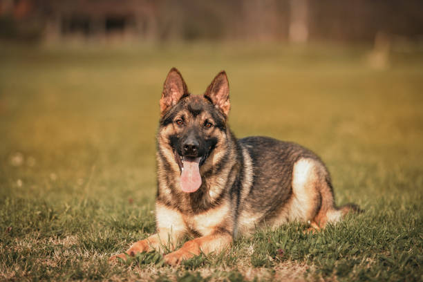 Portrait of a beautiful German shepherd lying-in the grass with his mouth open and his tongue sticking out