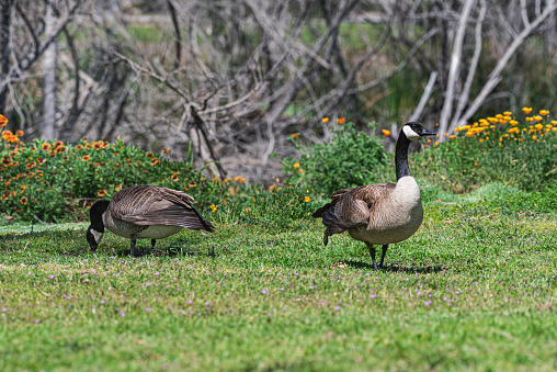 Canadian geese in the public park and flowers