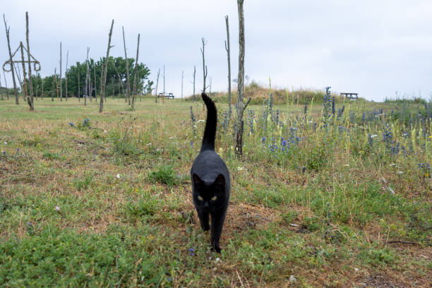 istock A sleek black feline is gracefully strolling forward, its gaze fixed straight ahead 1486172127
