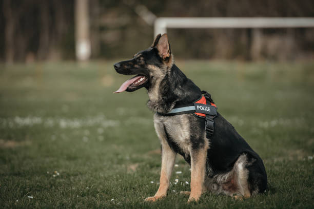 istock Young German shepherd dog puppy 1486172868
