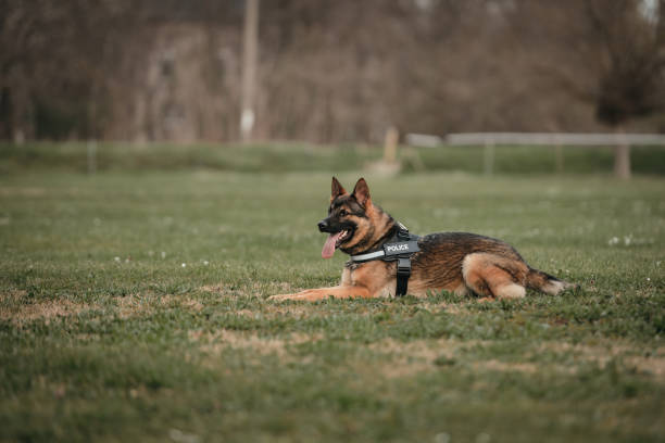 istock Young German shepherd dog puppy 1486172871