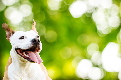 Pet dog lounging on the grass, bokeh green nature background