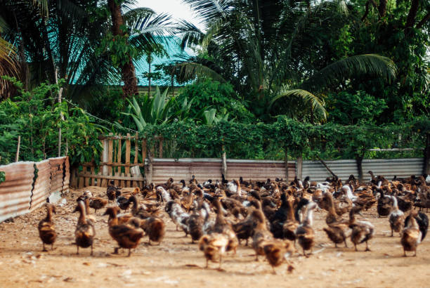 istock duck in poor country 1486173769