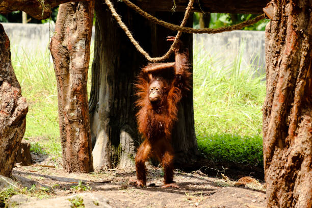 istock Orangutan in the zoo 1486176157