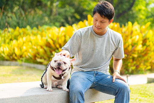 Asian man playing with French bulldog breed at pets friendly dog park. Domestic dog with owner enjoy urban outdoor lifestyle in the city on summer vacation. Pet Humanization and pet parents concept.