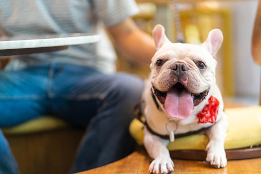 Happy Asian man playing with his French bulldog breed at cafe in pets friendly shopping mall. Domestic dog and owner have fun outdoor lifestyle travel city on summer holiday vacation. Pet Humanization concept.