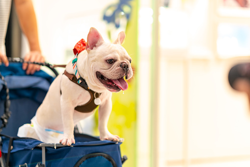 Happy Asian man push her French bulldog in pet stroller walking in pets friendly shopping mall. Domestic dog and owner enjoy outdoor lifestyle travel city on summer vacation. Pet Humanization concept.
