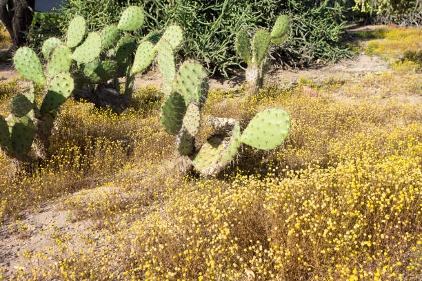 pagaie di cactus nopales verdi con spine affilate - prickly pear pad foto e immagini stock
