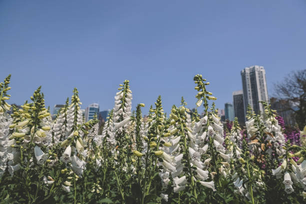 the Foxglove flowers, Fresh blooming at spring, March 10 2023
