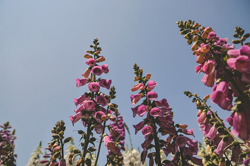 the Foxglove flowers, Fresh blooming at spring