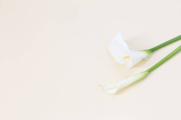 istock white calla flower on yellow  background 1486179398