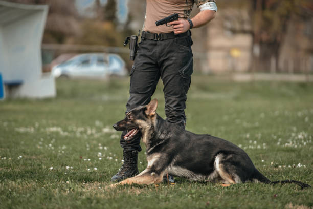 istock Young man and German shepherd dog in the nature 1486179519