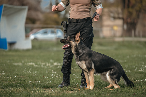 Trainer with his German shepherd on duty