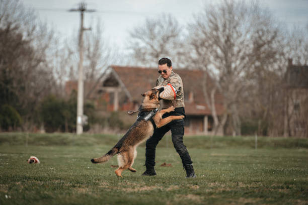 istock Police dog in training 1486179539