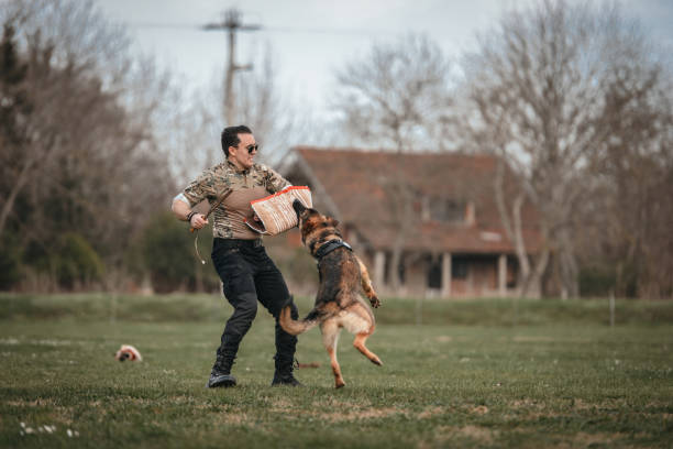 istock Police dog in training 1486179540