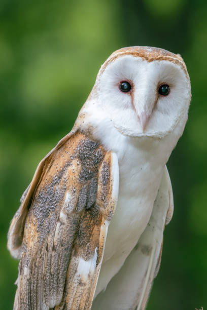 istock Vertical image of a white owl, Tyto alba, looking at camera. 1486181000