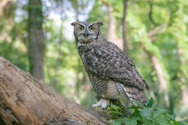 istock A large bird of prey perched on a fallen tree in Texas. 1486181003