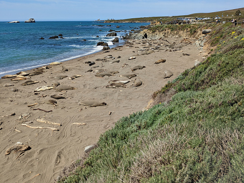 View of Elephant Seals on the beach along the California Route-1 near Elephant Seal Vista Point north of San Simeon