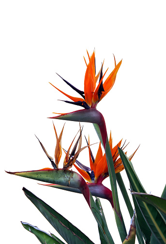 Strelitzia bird of paradise flower cut out