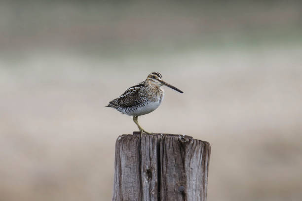 istock Wilson's Snipe (gallinago delicata) posted on a fence post 1486188666
