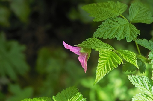 Close up of salmonberry (Rubus spectabilis) blossom with lush green foliage out of focus in the background. Taken in Forest Park, a public park in the Tualatin Mountains to the west of Portland, Oregon.