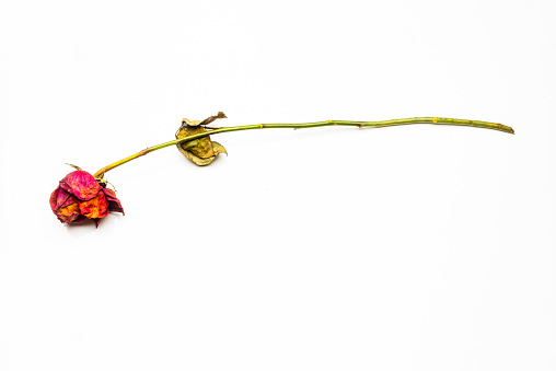 Conceptual image of withered rose over white background.\nThe end of a love ,withered love.