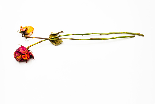 Conceptual image of withered rose over white background.
The end of a love ,withered love.