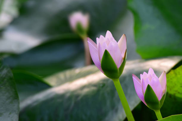 The lotus flower is meditating in the pond.