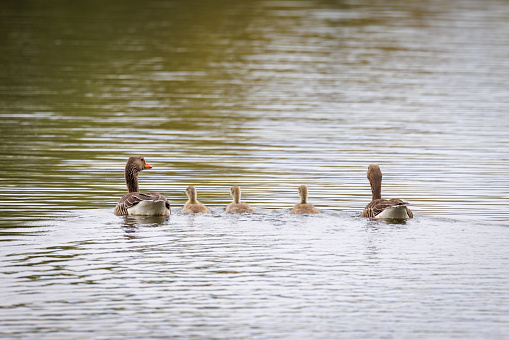 a family of geese swims on the lake