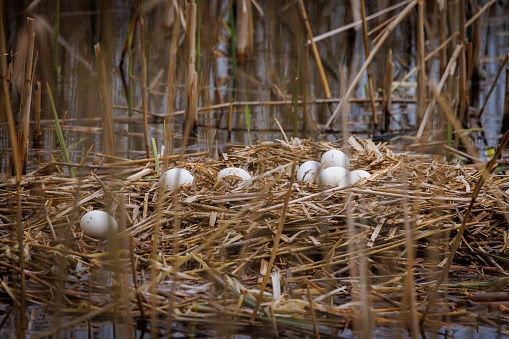 in an abandoned swan nest lie many swan eggs