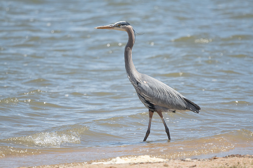 Great Blue Heron wading in central Colorado lake, USA, North America.