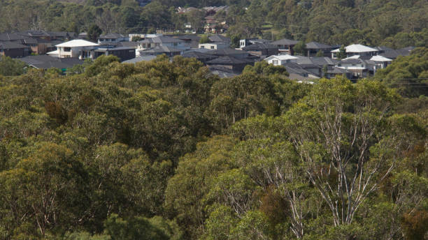 istock Suburbia through the bushes 1486195016