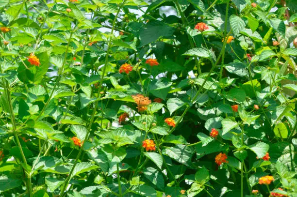 Green Leaves And Stems Of Orange Wild Lantana Camara Flowers Growing In The Field Amidst The Scorching Sun