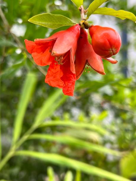istock Pomegranate flower close up 1486200985