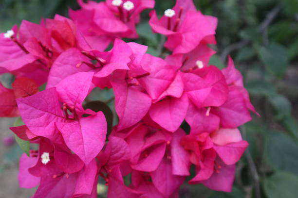 istock Bougenville Pink 1486201090