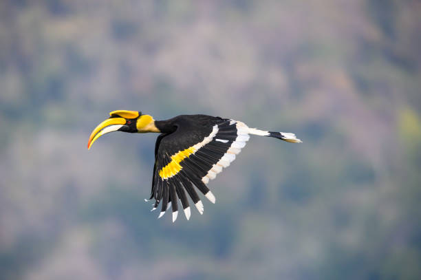 großer nashornvogel fliegt im wald - doppelhornvogel stock-fotos und bilder