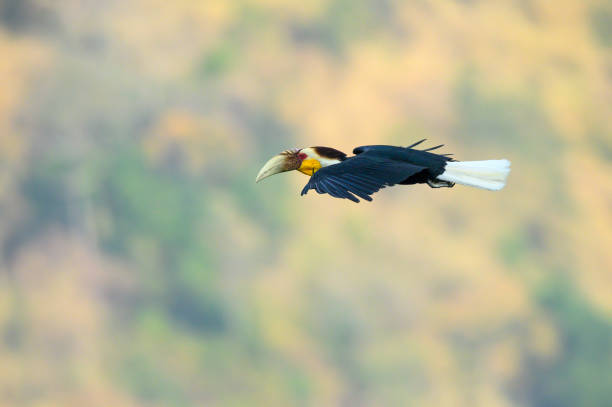 hornbill coroado voando no céu - 11873 - fotografias e filmes do acervo